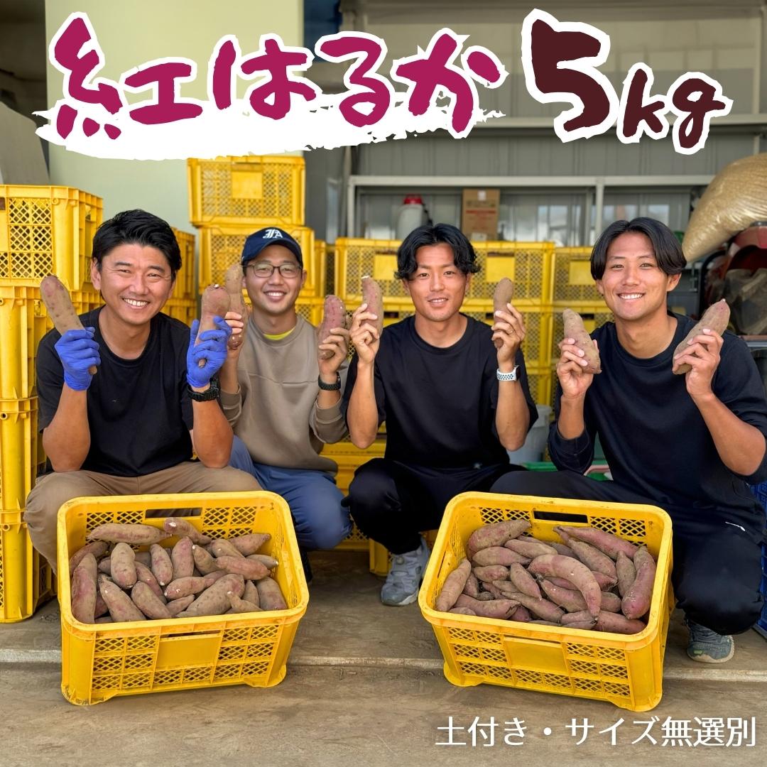 【 先行予約 】茨城県産 さつまいも 紅はるか 5kg （ 土付き