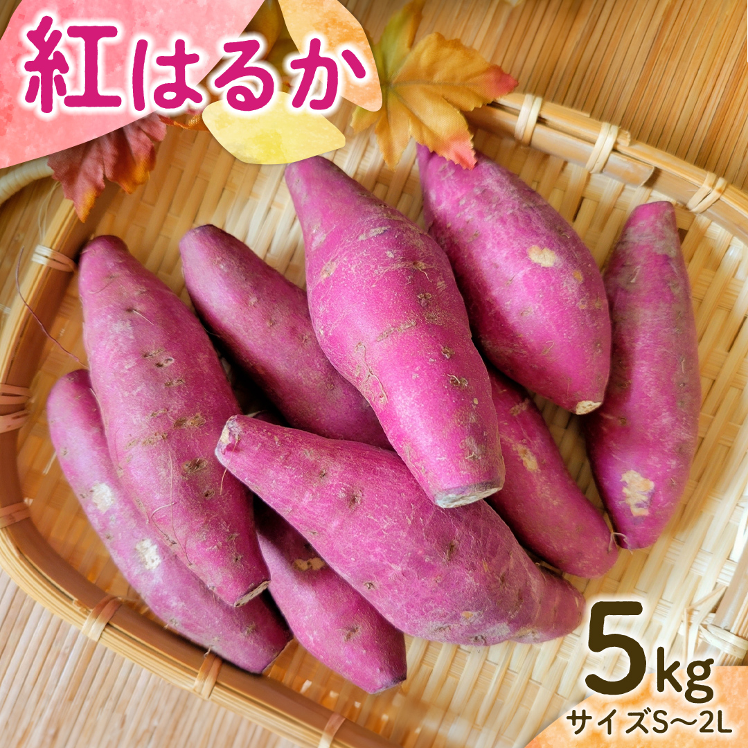 【 先行予約 】 茨城県産 紅はるか 5kg サイズS～2L さつまい
