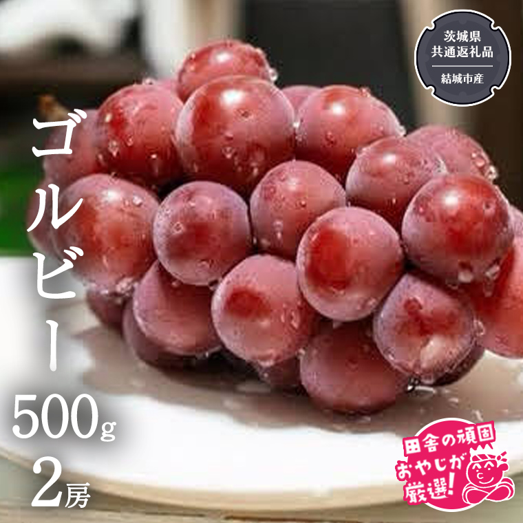 ゴルビー 500g ×2房【2025年9月より発送開始】（茨城県共通返