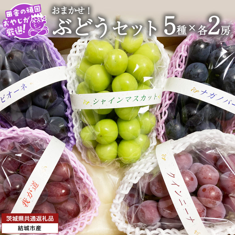 おまかせ！ ぶどう セット 5品種×各2房【2025年9月より発送