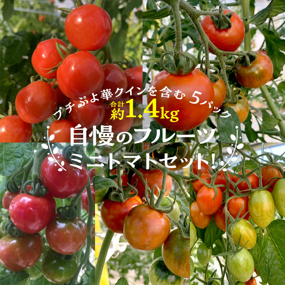 【2024年11月から発送開始】 華クイン！プチぷよ！自慢のフ