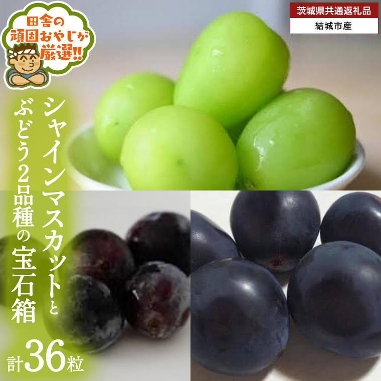 「粒々ぶどう36粒」 シャインマスカット と ぶどう 2品種の