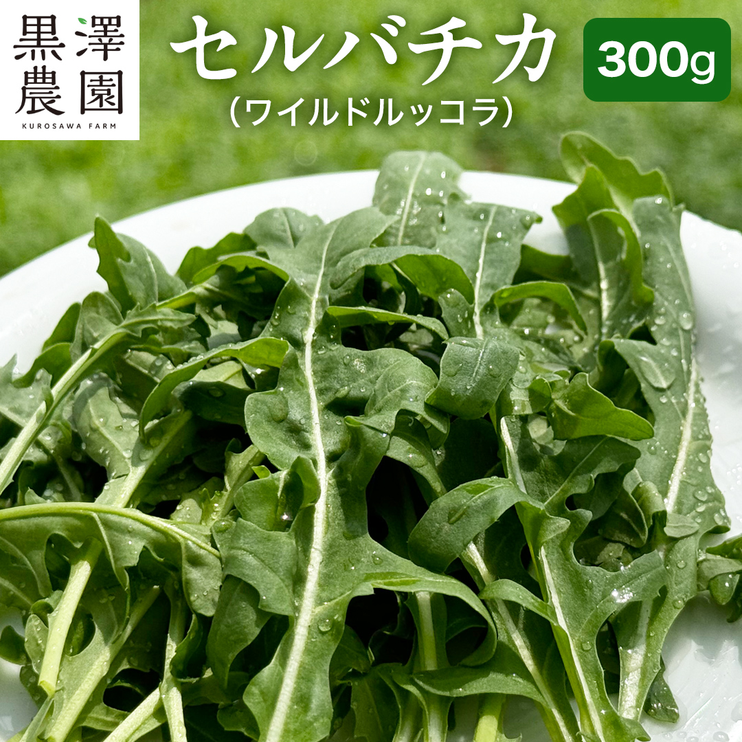 つくばみらい市 で栽培した セルバチカ ( ワイルドルッコラ