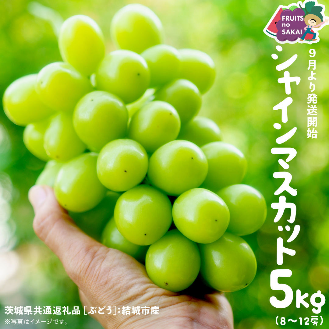 シャインマスカット 5kg （8～12房）【2025年9月より発送開始