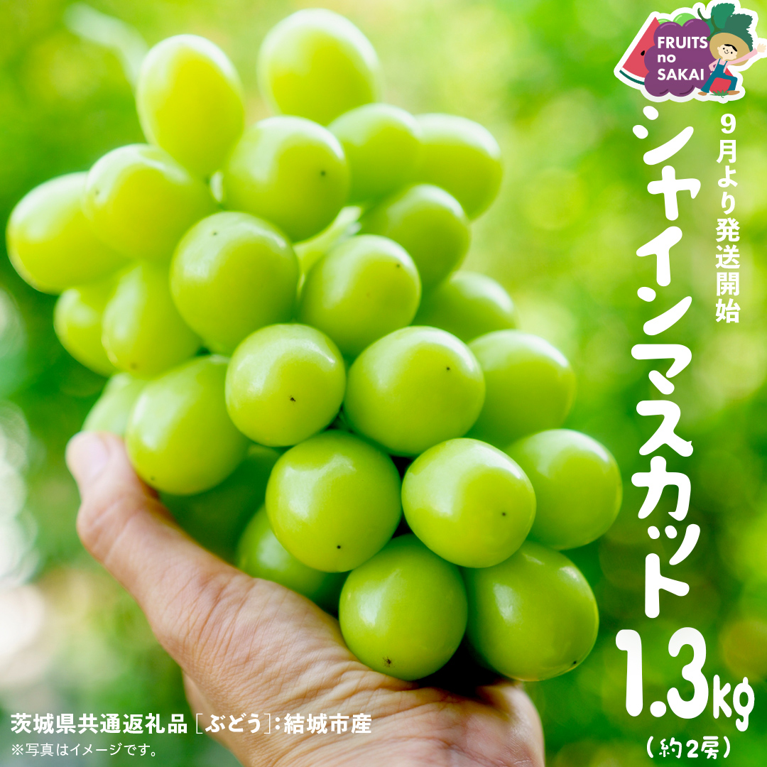 シャインマスカット 1.3kg （2房）【2025年9月より発送開始】