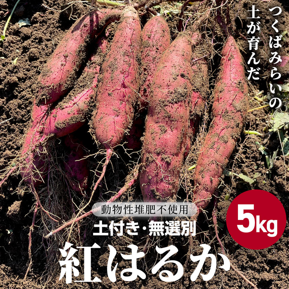 茨城県産 紅はるか 5kg 土付き 無選別 熟成 さつまいも 生芋