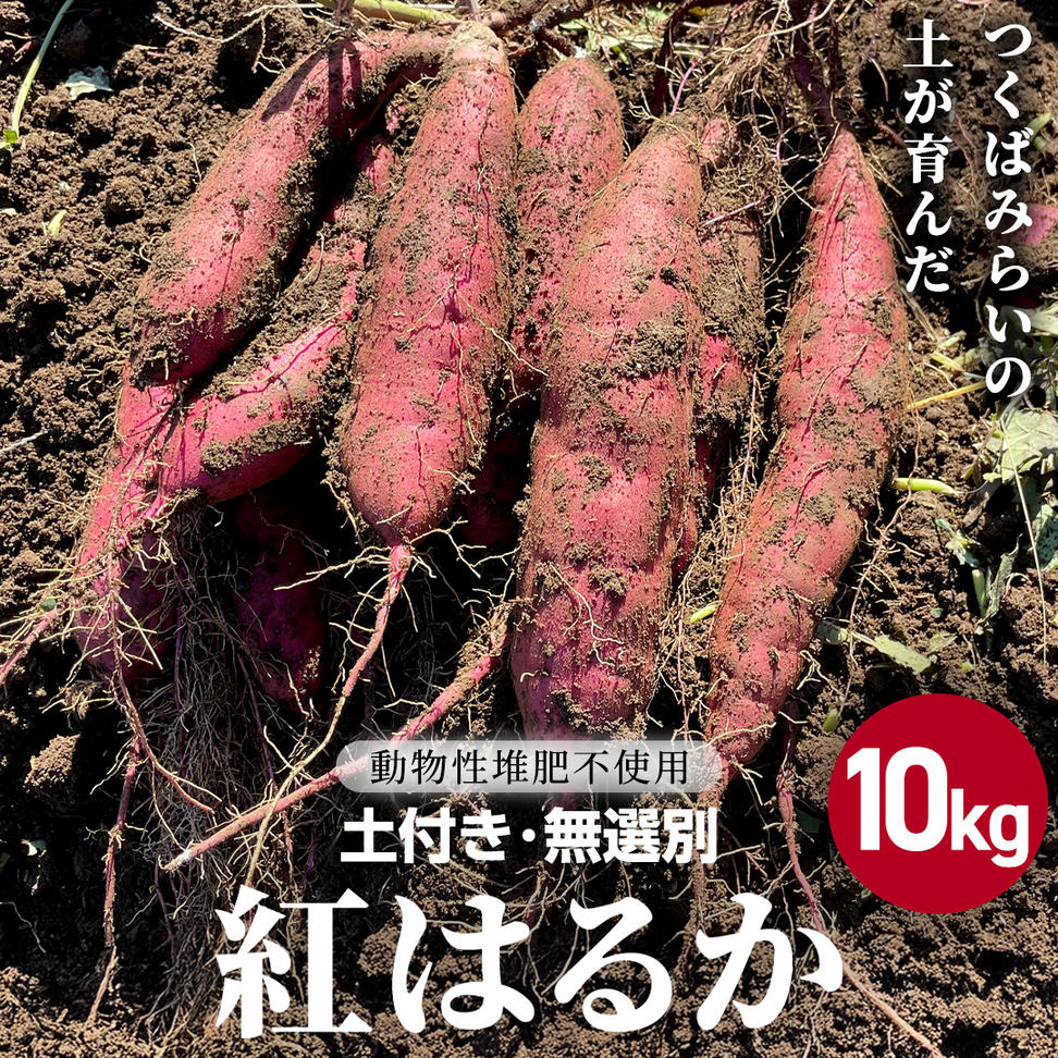 茨城県産 紅はるか 10kg 土付き 無選別 熟成 さつまいも 生芋