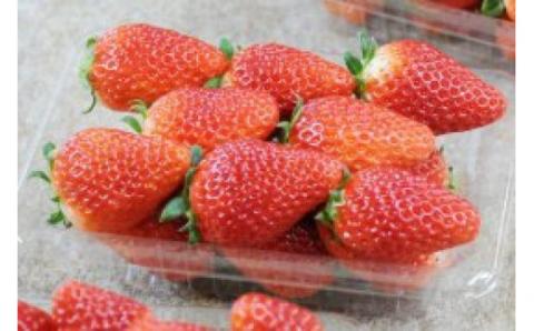 【数量限定・期間限定】 いちご いばらキッス 4パック 約1kg 17-P