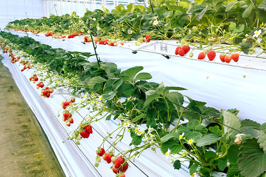 やすださん家のスイーツ園 いちご食べ放題 子ども1名（4歳以上小学生以下）40分食べ放題チケット イチゴ 苺 いちご いちご狩り 食べ放題 フルーツ 果物 フルーツ狩り チケット 体験 茨城県 19-H