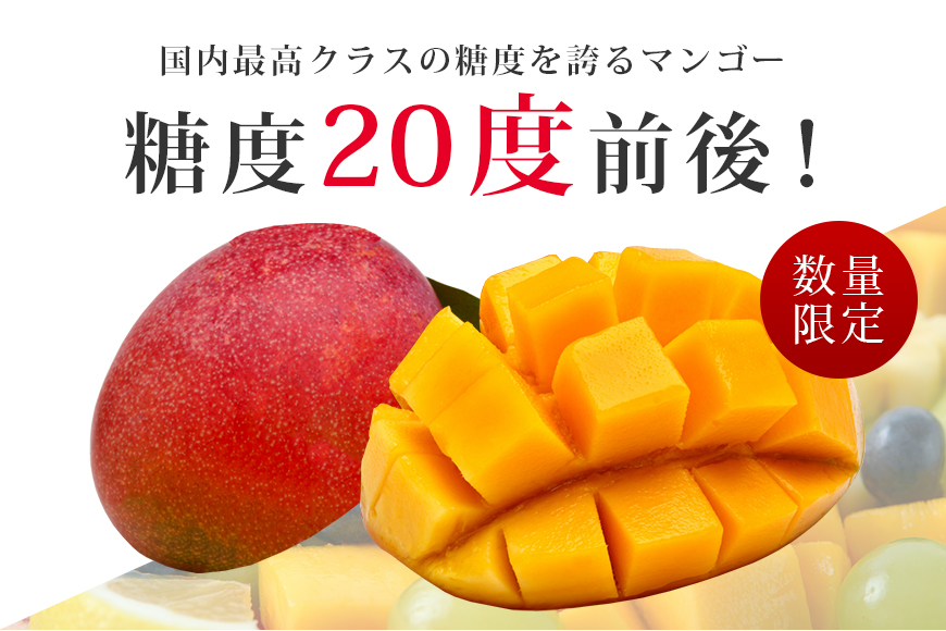 【数量限定・季節限定】 おみたんマンゴー 約550g【7月20日～8月末まで順次発送予定】 19-I