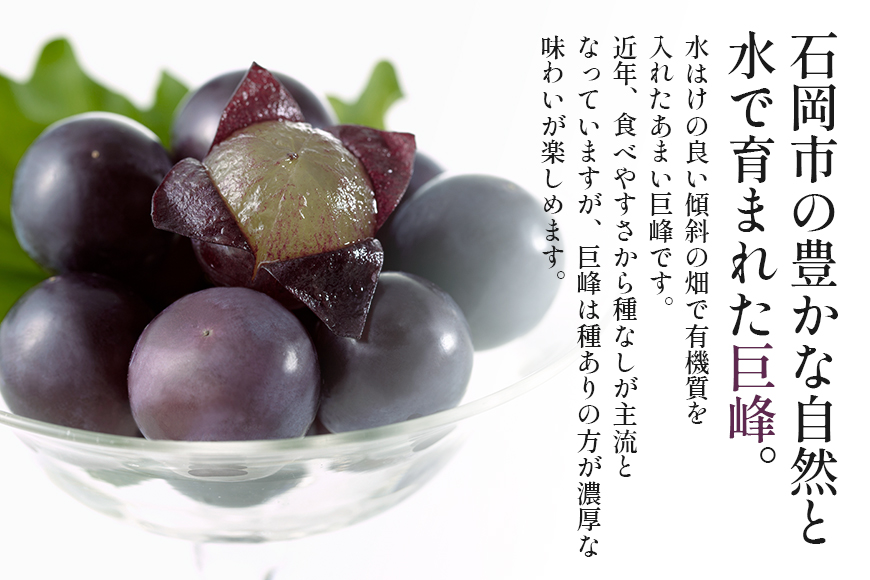 【数量限定・先行予約】 巨峰 約1.5kg（種あり） 《8月20日～9月30日発送予定》 ぶどう ブドウ 葡萄 果物 くだもの フルーツ (茨城県共通返礼品 石岡市) 67-E