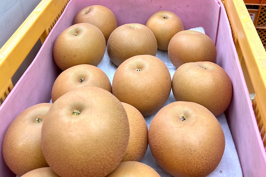 【数量限定・先行予約】【皆藤梨園】幸水（約5kg/3L～4L/14～12玉） 梨 幸水 果物 なし ナシ こうすい くだもの フルーツ 【8月上旬以降発送予定】 75-A