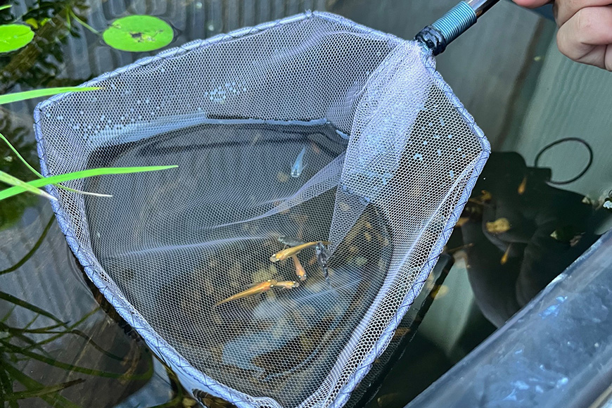 メダカ1匹選別用 タモ網（角型・短め）3本セット 83-K