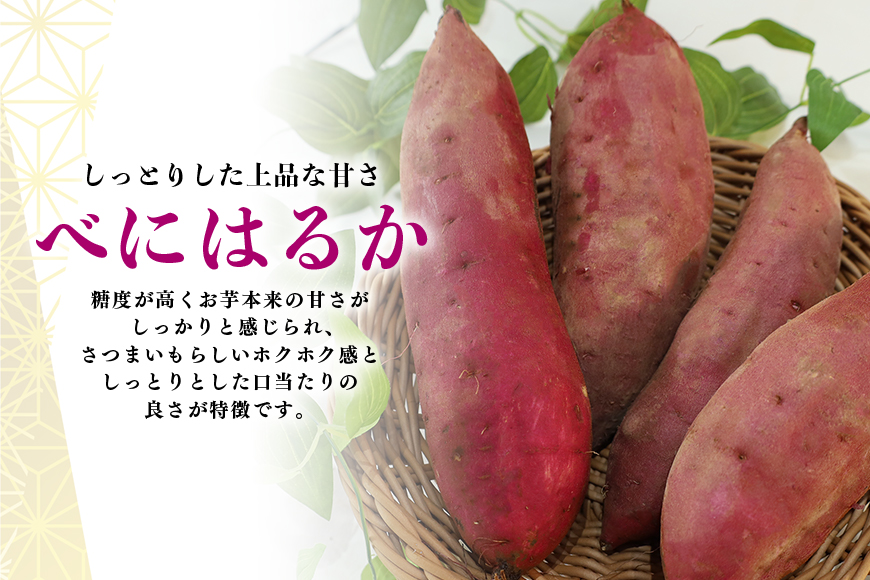 干し芋屋のさつまいも（紅はるか） 5kg サツマイモ さつま芋 生芋 べにはるか ベニハルカ 国産 茨城県産 12-R