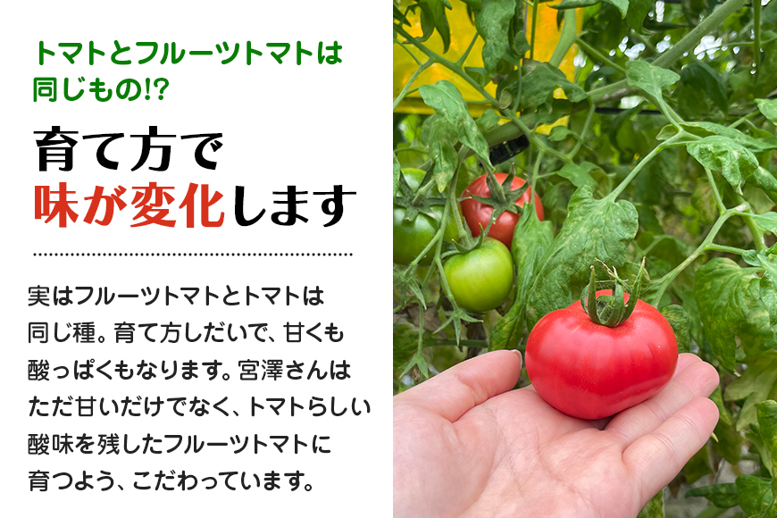【数量限定 先行予約】＜2026年1月出荷開始予定＞ 爆音トマトと呼ばれるフルーツトマト「百里百」 2kg 13-E