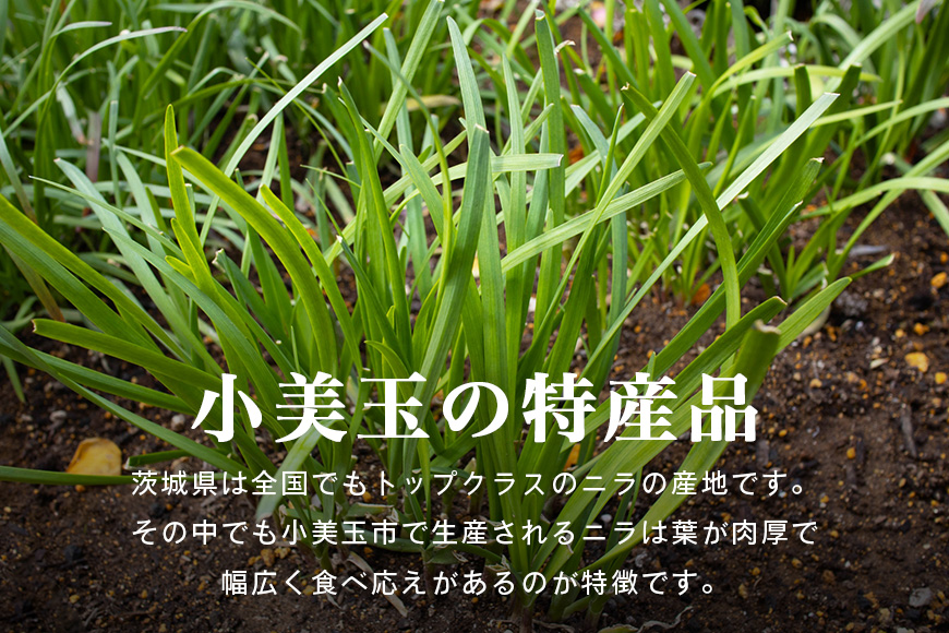 【数量限定・期間限定】小美玉市産にら 100g×10 にら ニラ 生 香味 野菜 料理 惣菜 おかず 1kg 茨城 国産 17-AA ＜5月～11月発送予定＞
