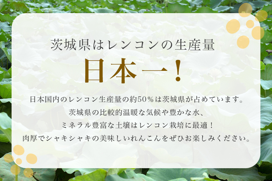 【数量限定・先行予約】マルタマ真レンコン 3kg れんこん レンコン 蓮根 茨城 国産 お正月 おせち 野菜 17-AC ＜9月上旬～下旬発送予定＞