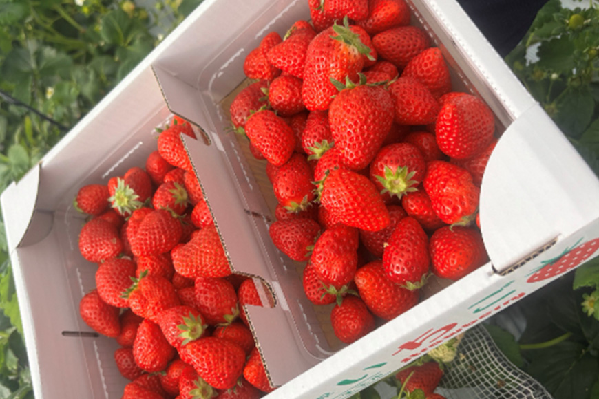 訳あり山盛り4種類 サイズ違い品種違いのいちご1.3kg 【4月～5月順次発送予定】 19-AH