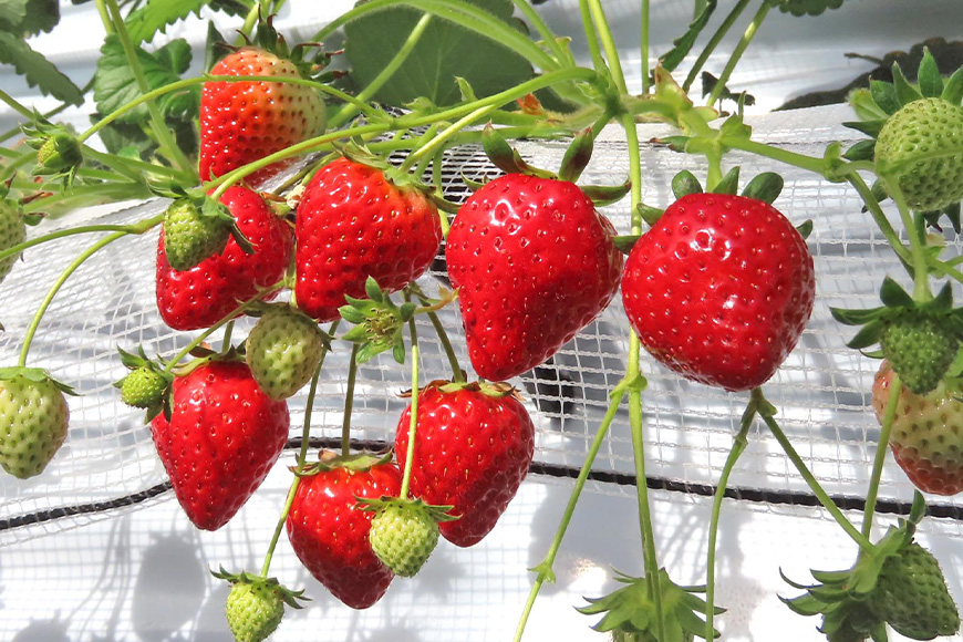 【先行予約・数量限定】ほしうらら 『乳酸菌入りいちごパック』 400g以上入り いちご 乳酸菌 イチゴ 苺 フルーツ 果物 くだもの 健康 パック 贈答 ギフト 茨城 国産 19-AJ 【4/10～5/10順次発送予定】