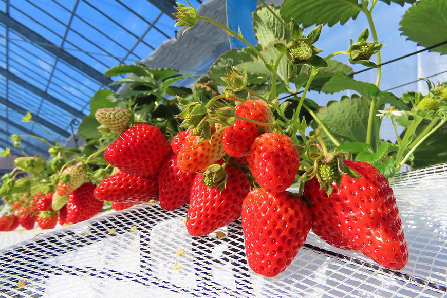 【先行予約・数量限定】紅ほっぺ 『乳酸菌入りいちごパック』 400g以上入り いちご 乳酸菌 イチゴ 苺 フルーツ 果物 くだもの 健康 パック 贈答 ギフト 茨城 国産 19-AK 【4/10～5/10順次発送予定】