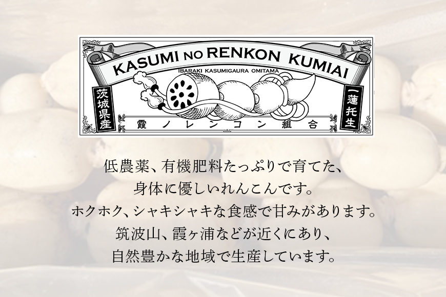 れんこん（中・小サイズ） 1.5kg 野菜 れんこん レンコン 蓮根 国産 8月上旬～2月中旬まで順次発送予定 51-C