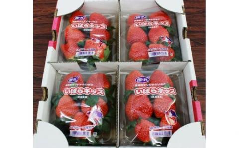 【数量限定・期間限定】 いちご いばらキッス 4パック 約1kg 17-P