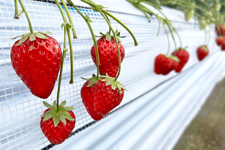 やすださん家のスイーツ園 いちご食べ放題 子ども1名（4歳以上小学生以下）40分食べ放題チケット イチゴ 苺 いちご いちご狩り 食べ放題 フルーツ 果物 フルーツ狩り チケット 体験 茨城県 19-H