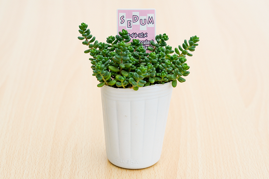 セダムお任せ 3種類×3ポットセット（合計9ポット） セダム 多肉 植物 品種 おまかせ 種類 セット 寄せ植え 観葉 苗 室内 育成 おしゃれ ギフト 贈り物 プレゼント 茨城 55-D