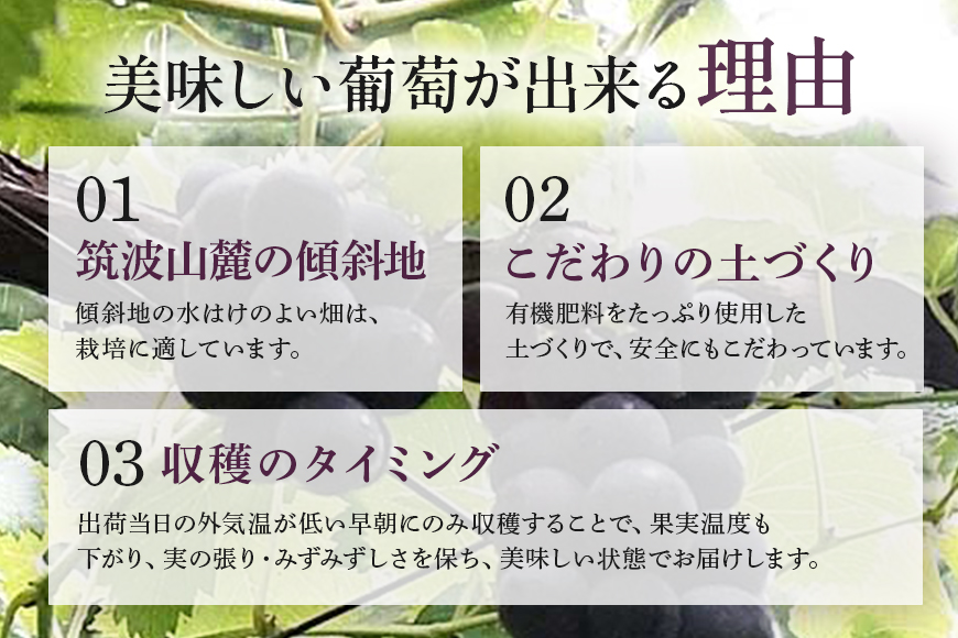 【数量限定・先行予約】 巨峰 約1.5kg（種あり） 《8月20日～9月30日発送予定》 ぶどう ブドウ 葡萄 果物 くだもの フルーツ (茨城県共通返礼品 石岡市) 67-E