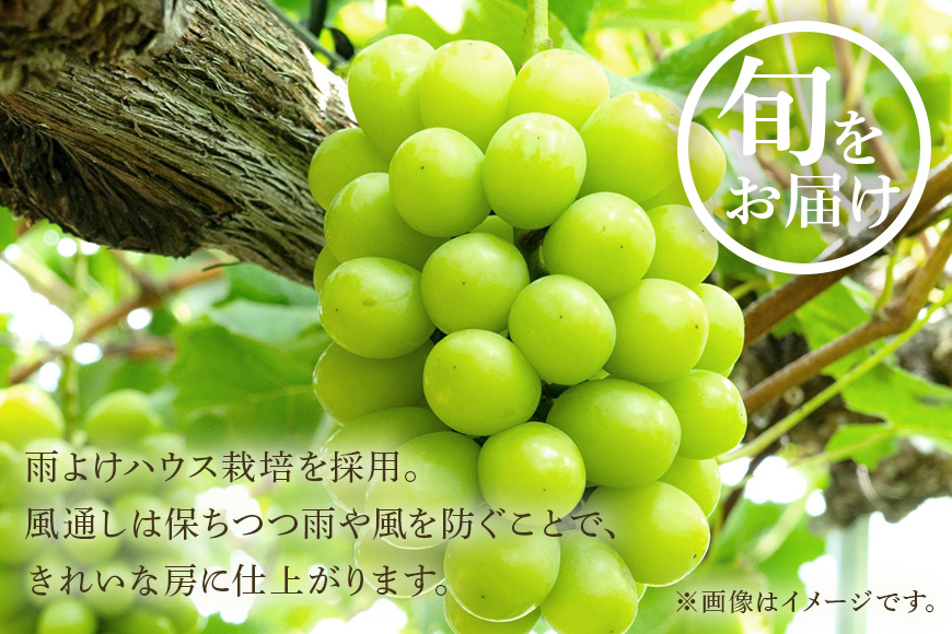 ＜2025年 先行予約＞ シャインマスカット 数量限定 2kg 農園直送 期間限定 果物 フルーツ ブドウ 葡萄 ぶどう 8月下旬以降発送 冷蔵 小美玉市 70-J