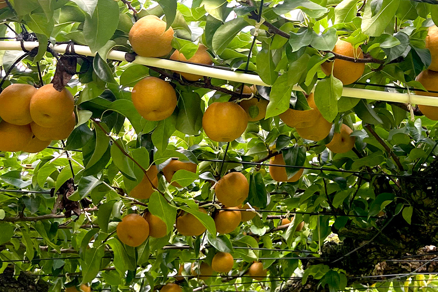 【数量限定・先行予約】【皆藤梨園】幸水（約5kg/3L～4L/14～12玉） 梨 幸水 果物 なし ナシ こうすい くだもの フルーツ 【8月上旬以降発送予定】 75-A