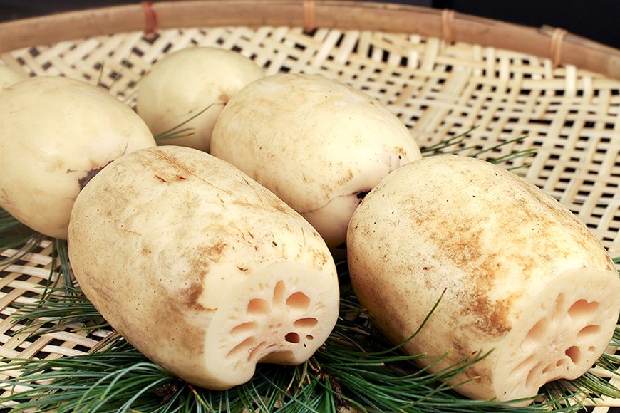 レンコンパウダー500g Bigれんこん珠美 業務用 77-J