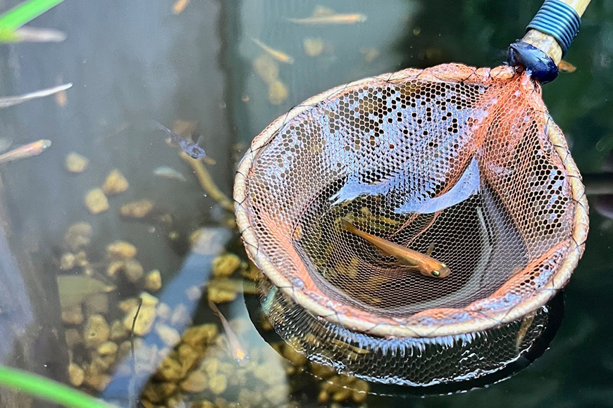 メダカ用 タモ網大（太・細）2本セット 83-D