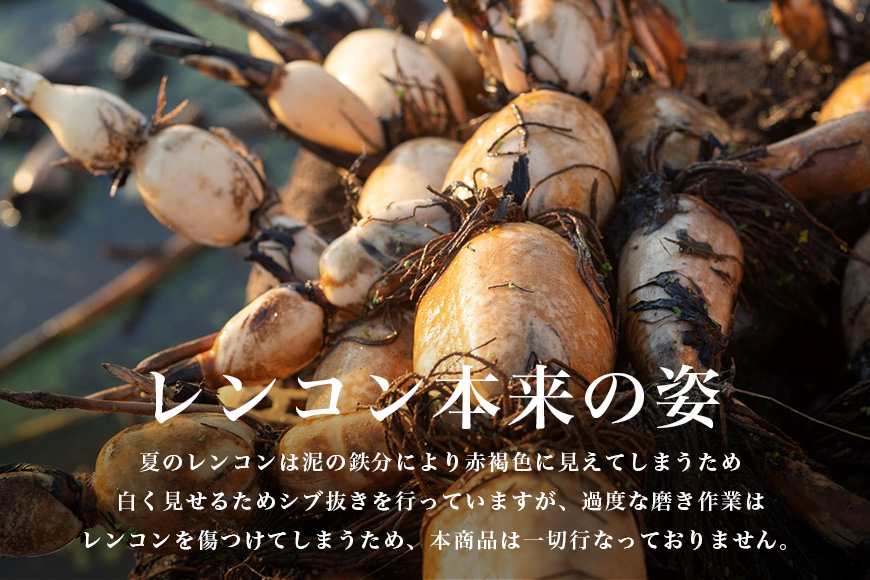 【数量限定・先行予約】マルタマ真レンコン 3kg れんこん レンコン 蓮根 茨城 国産 お正月 おせち 野菜 17-AC ＜9月上旬～下旬発送予定＞
