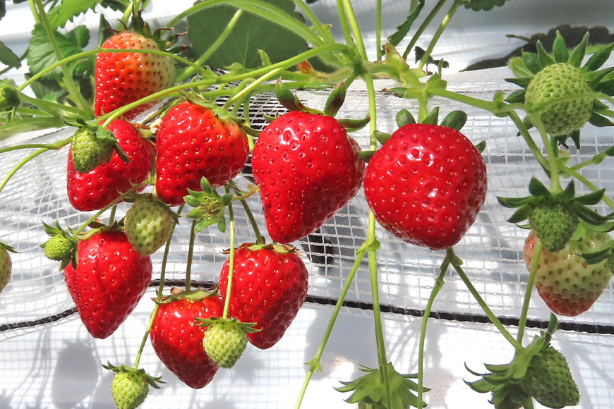 訳あり山盛り4種類 サイズ違い品種違いのいちご1.3kg 【4月～5月順次発送予定】 19-AH