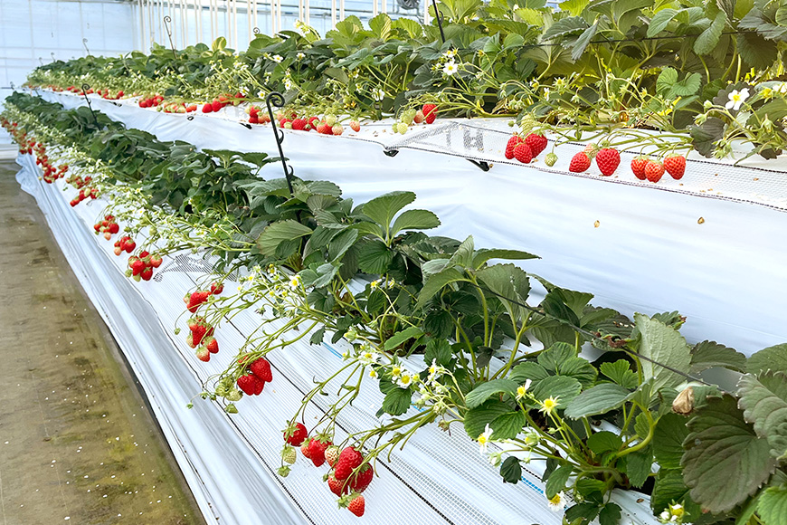 【先行予約・数量限定】ほしうらら 『乳酸菌入りいちごパック』 400g以上入り いちご 乳酸菌 イチゴ 苺 フルーツ 果物 くだもの 健康 パック 贈答 ギフト 茨城 国産 19-AJ 【4/10～5/10順次発送予定】