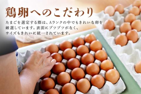 鶏卵60個（55個＋補償5個）入り化粧箱 【2ヶ月定期便】 16-C