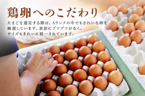 鶏卵60個（55個＋補償5個）入り化粧箱 【6ヶ月定期便】 16-D