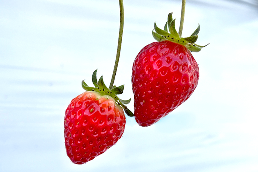 やすださん家のスイーツ園 いちご食べ放題【ペアチケット】 大人1名40分食べ放題チケット×2 イチゴ 苺 いちご いちご狩り 食べ放題 フルーツ 果物 フルーツ狩り チケット 体験 茨城県 19-G