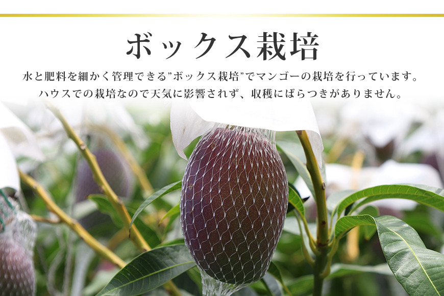 【数量限定・季節限定】 おみたんマンゴー 約550g【7月20日～8月末まで順次発送予定】 19-I