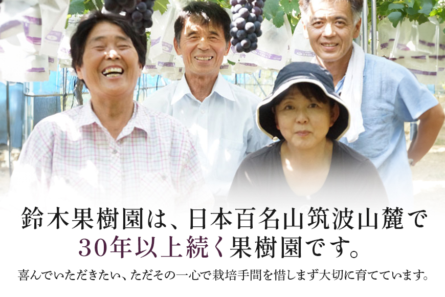 【数量限定・先行予約】 巨峰 約1.5kg（種あり） 《8月20日～9月30日発送予定》 ぶどう ブドウ 葡萄 果物 くだもの フルーツ (茨城県共通返礼品 石岡市) 67-E