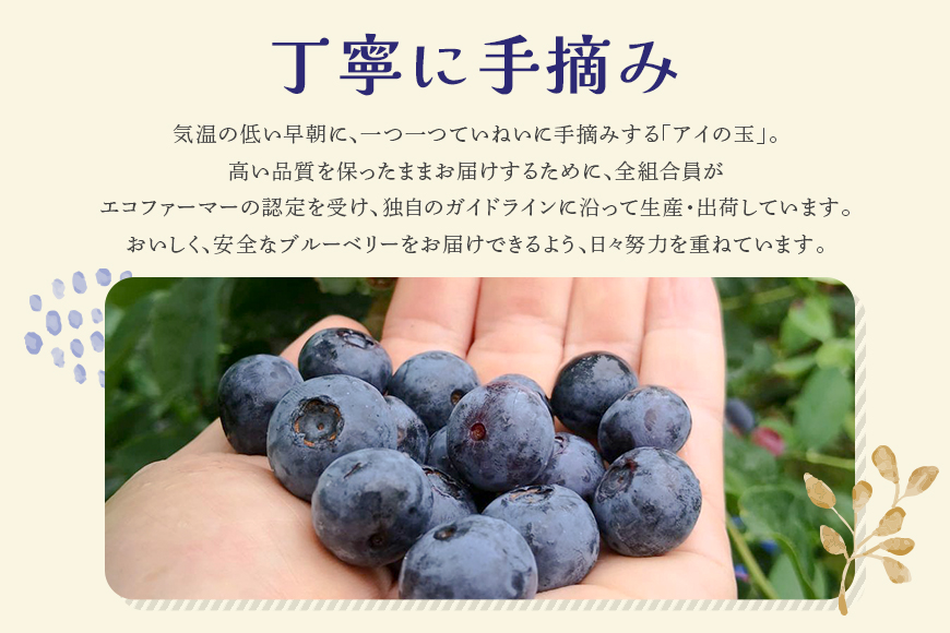 《数量限定・期間限定》 【アイの玉】毎日！朝摘み生ブルーベリー(2L) 73-A 【2026年6月15日より順次発送予定・7月31日に受付終了】