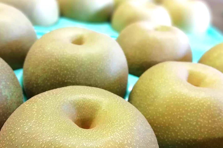 【数量限定・先行予約】【皆藤梨園】恵水（約5kg/4L～6L/12～8玉） 梨 惠水 果物 なし ナシ けいすい くだもの フルーツ 【9月上旬以降発送予定】 75-C