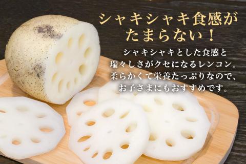 野口誠の蓮根 約4kg れんこん レンコン 蓮根 野菜 国産 期間限定 57-A