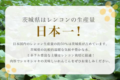 【 冬季限定 贈答用 】 野口誠の蓮根 約4kg れんこん レンコン 蓮根 野菜 国産 期間限定 57-B
