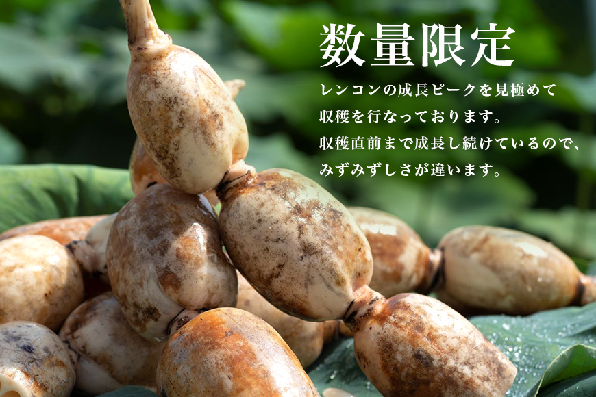 【数量限定・先行予約】マルタマ真レンコン 3kg れんこん レンコン 蓮根 茨城 国産 お正月 おせち 野菜 17-AC ＜9月上旬～下旬発送予定＞