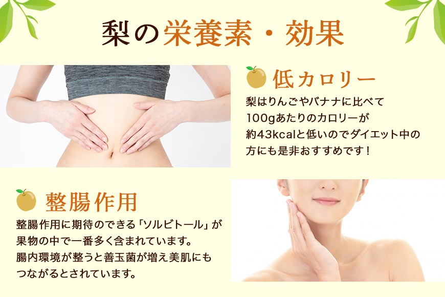 【数量限定 / 夏季限定】梨（秋月）約5kg 梨 なし ナシ 日本梨 あきづき アキヅキ 17-X 【9月上旬〜中旬発送予定】