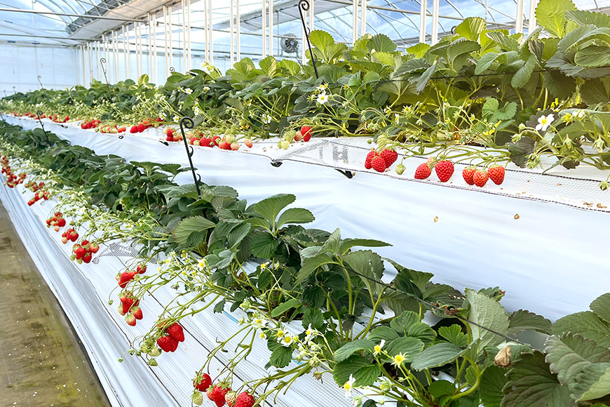 訳あり山盛り4種類 サイズ違い品種違いのいちご1.3kg 【4月～5月順次発送予定】 19-AH