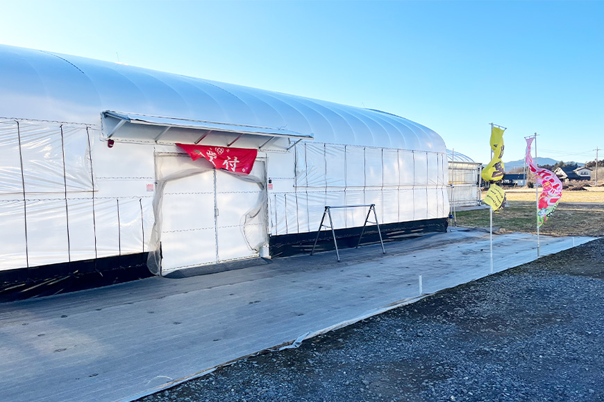 【先行予約・数量限定】よつぼし 『乳酸菌入りいちごパック』 400g以上入り いちご 乳酸菌 イチゴ 苺 フルーツ 果物 くだもの 健康 パック 贈答 ギフト 茨城 国産 19-AL 【4/10～5/10順次発送予定】