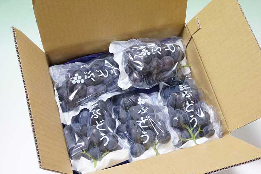 【数量限定・先行予約】 巨峰 約1.5kg（種あり） 《8月20日～9月30日発送予定》 ぶどう ブドウ 葡萄 果物 くだもの フルーツ (茨城県共通返礼品 石岡市) 67-E